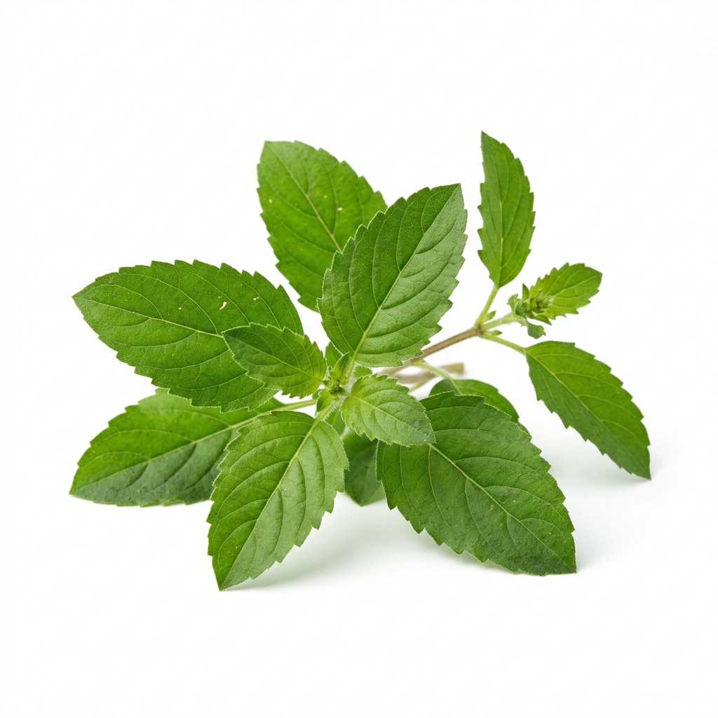 Tulsi